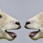 verbos con infinitivo o gerundio - daway inglés - free training b1 - 08