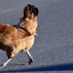 exámenes de Cambridge - your way episode 28 - daway inglés