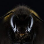 ejercicio listening B1 - ataque de los hornets - daway inglés